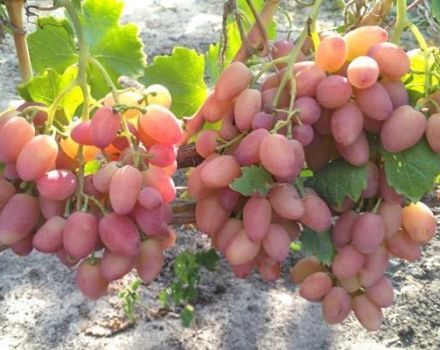 Beschrijving en technologie van groeiende druivensoorten Angelica