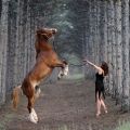 Cómo entrenar caballos en casa, reglas y consejos, libros.