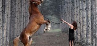 Hur man tränar hästar hemma, regler och tips, böcker