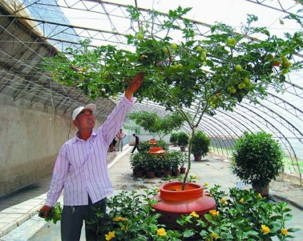 Cultivarea și îngrijirea unui pom de roșii în aer liber