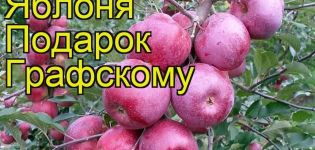 Opis i cechy odmiany jabłoni Prezent dla Grafsky'ego, zasady sadzenia i pielęgnacji