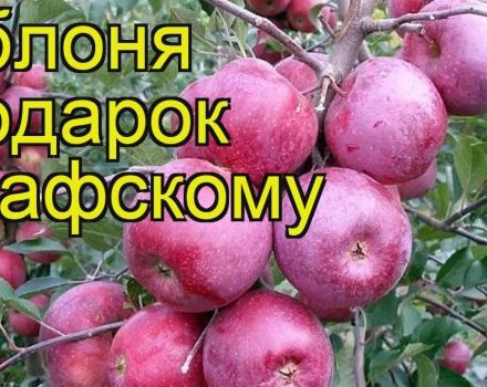 Beskrivning och egenskaper för äppelträdsorten Gåva till Grafsky, planterings- och vårdregler