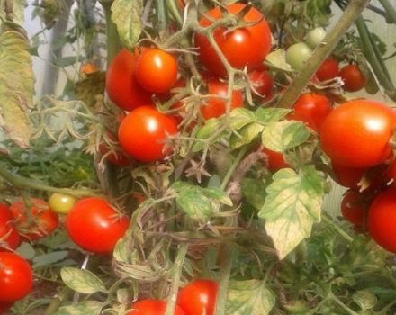 Beskrivning av tomatsorten Sonata NK F1, dess egenskaper och utbyte