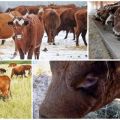 Опис и карактеристике крава Калмик пасмине, правила за њихово одржавање