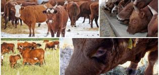 Popis a charakteristika chovných krav Kalmyk, pravidla pro jejich údržbu