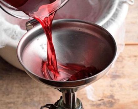 6 prostych przepisów na domowe wino rabarbarowe