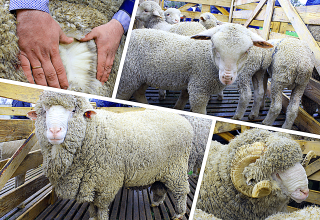 Årsager til udviklingen af ​​fåreavl i Australien og de bedste racer, husdyrstørrelse