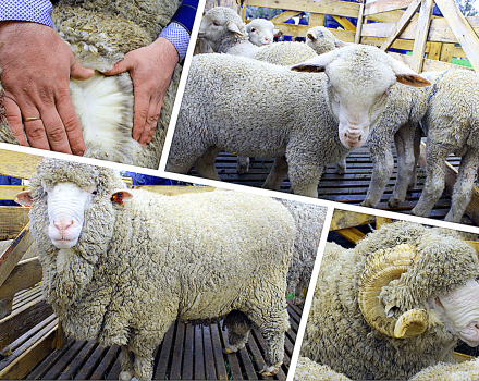 Avių veisimo Australijoje plėtros priežastys ir geriausios veislės, gyvulių dydis