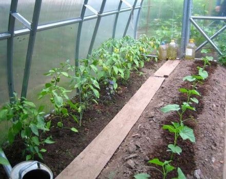 Is het mogelijk om hete pepers naast komkommers te planten?
