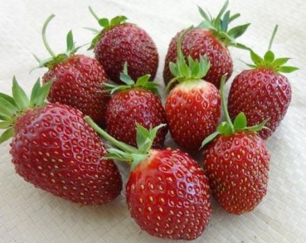 Beskrivning och egenskaper hos jordgubbar av Maryshka-sorten, odling och reproduktion