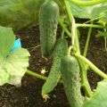Kenmerken en beschrijving van de variëteit van Zozulya-komkommers, hun opbrengst
