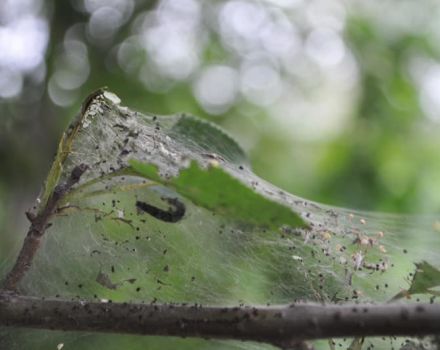 Que faire si les feuilles du pommier sont couvertes de toiles d'araignée, comment se battre et comment traiter