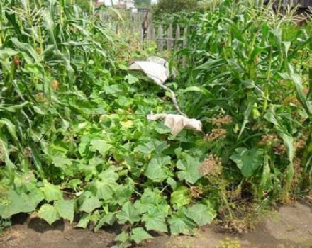 Hur man planterar gurkor med majs i öppen mark, är det möjligt?