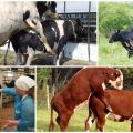 Mejor edad de las vacas para aparearse y posibles problemas de inseminación
