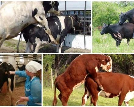 Najlepší vek pre párenie kráv a možné problémy s insemináciou