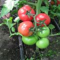 Beskrivning av tomatsorten Rosa köttig