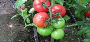 Beskrivning av tomatsorten Rosa köttig
