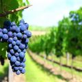 Опис винских сорти винове лозе која је најбоља за кућну употребу
