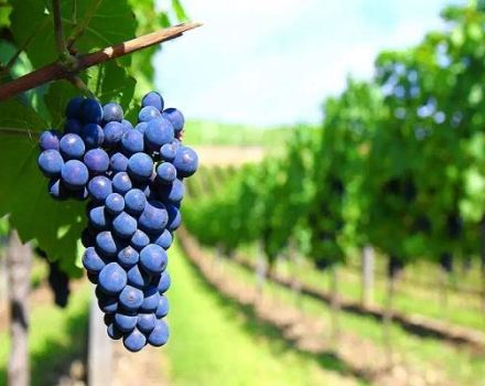 Опис винских сорти винове лозе која је најбоља за кућну употребу
