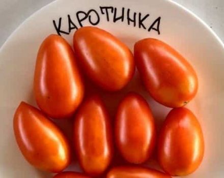 Beschreibung der Tomatensorte Karotinka, deren Anbau und Pflege