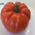 Charakteristika odrody paradajok Spetsnaz, recenzie letných obyvateľov