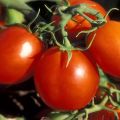 Những loại cà chua nào phù hợp nhất cho vùng Moscow