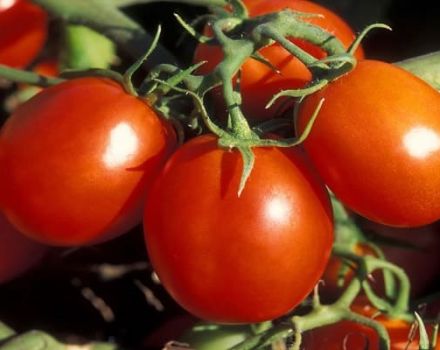 Kokios pomidorų veislės labiausiai tinka Maskvos regionui
