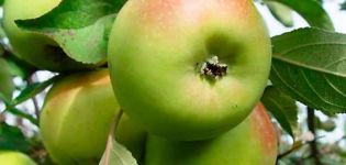 وصف وخصائص وتاريخ تربية شجرة التفاح Bratchud والغرس والرعاية
