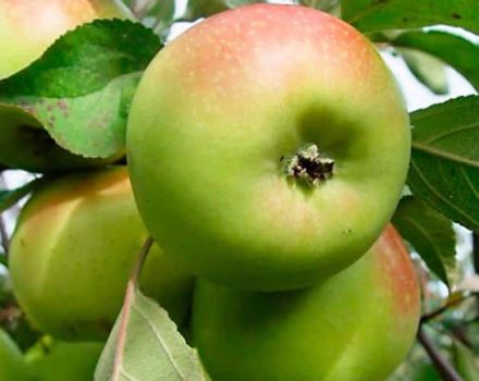 Beskrivelse, egenskaber og avlshistorie for Bratchud æbletræ, plantning og pleje
