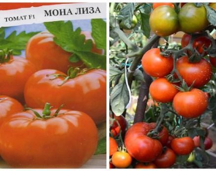 Beschrijving van de tomatenvariëteit Mona Lisa en zijn kenmerken