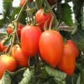 Charakterystyka i opis odmiany pomidora Śmietanka, jej plon