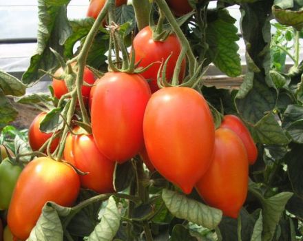 Egenskaper och beskrivning av tomatsorten Cream, dess utbyte