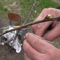 Како посадити трешње љети са младим зеленим капцима, методама, временом и његом