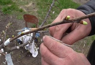 Cómo plantar cerezas en el verano con párpados verdes jóvenes, métodos, tiempos y cuidados.