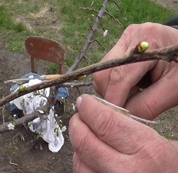 Hur man planterar körsbär på sommaren med unga gröna ögonlock, metoder, timing och vård