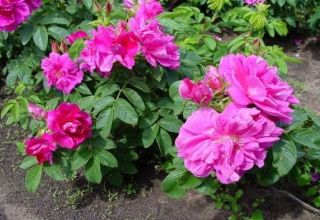 Beskrivning av de bästa sorterna av skrynkliga rosor, reproduktion, plantering och vård