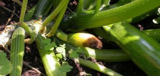 Varför zucchini ruttnar i trädgården: vad man ska göra, desto bättre att bearbeta