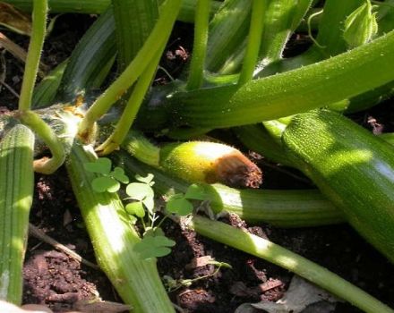 Varför zucchini ruttnar i trädgården: vad man ska göra, desto bättre att bearbeta