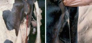 Karvių kraujavimo priežastys ir ką daryti, prevencija