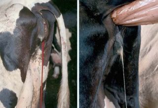 Causas del sangrado en las vacas y que hacer, prevención.