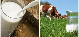 Vad man ska göra om en ko har tappat mjölk och vad som är anledningen till förebyggande