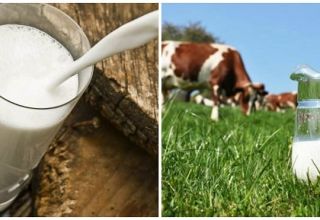 Hvad skal man gøre, hvis en ko har mistet mælk, og hvad er årsagen til forebyggelse