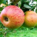 Descrizione della varietà di meli Medunitsa e dei suoi portinnesti, caratteristiche di semina, coltivazione e cura