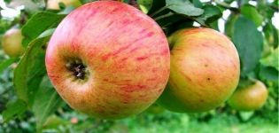 Опис сорте јабуке Медунитса и њених подлога, нарочито садња, гајење и брига