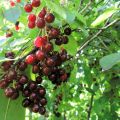 Skiriamieji serbentų ir vyšnių hibridų bruožai, sodinimas ir priežiūra, dauginimasis