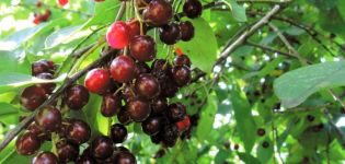 Skiriamieji serbentų ir vyšnių hibridų bruožai, sodinimas ir priežiūra, dauginimasis