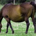Quanti mesi cammina un cavallo in stato di gravidanza e come sta andando il parto?