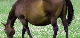 Hur många månader går en gravid häst och hur går förlossningen?