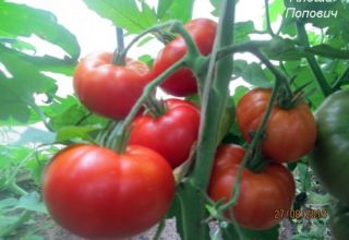 Характеристики и описание на сорта домат Альоша Попович, неговият добив