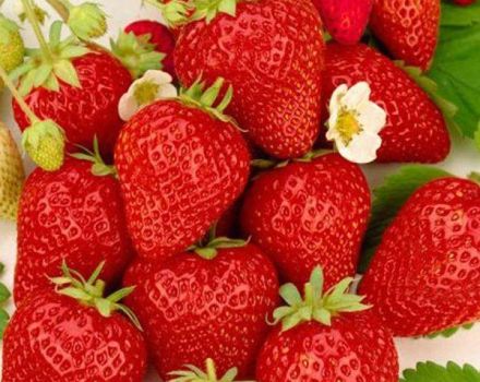 Beskrivelse og remontant jordbær af sorten Ostara, plantning og pleje